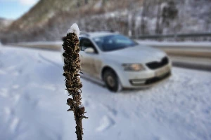 Skoda Octavia Combi. Бэксайд &copy;&nbsp;Фото ЮГА.ру