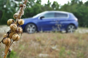 Peugeot 308 GT Line. Бэксайд &copy;&nbsp;Фото ЮГА.ру