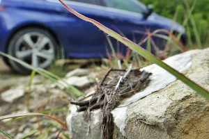 Peugeot 308 GT Line. Бэксайд &copy;&nbsp;Фото ЮГА.ру