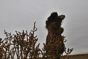 Новый Toyota Land Cruiser 200 &copy;&nbsp;Фото ЮГА.ру